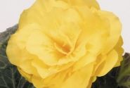 Begonia tuberhybrida Nonstop Mocca Yellow