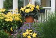 Begonia tuberhybrida Nonstop Mocca Yellow