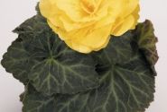 Begonia tuberhybrida Nonstop Mocca Yellow