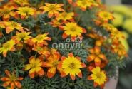 Bidens ferulifolia Taka Tuka M Red Yellow Center