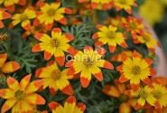 Bidens ferulifolia Taka Tuka M Red Yellow Center