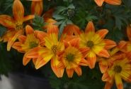 Bidens ferulifolia Taka Tuka M Orange Yellow Brush