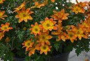 Bidens ferulifolia Taka Tuka M Orange Yellow Brush