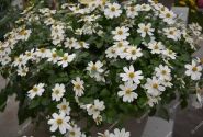 Bidens ferulifolia Bellamy White
