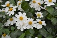 Bidens ferulifolia Bellamy White