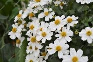 Bidens ferulifolia Bellamy White