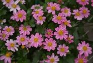 Bidens ferulifolia Pink Princess