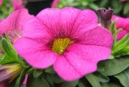 Calibrachoa hybrida Calipetite Rose