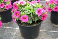 Calibrachoa hybrida Calipetite Rose