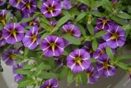 Calibrachoa hybrida Calita Compact Blue Star