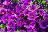 Calibrachoa hybrida Calita Compact Dark Blue
