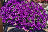 Calibrachoa hybrida Calita Compact Dark Blue