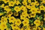 Calibrachoa hybrida Calita Compact Gold