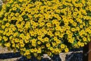 Calibrachoa hybrida Calita Compact Gold