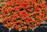 Calibrachoa hybrida Calita Compact Orange Red Eye