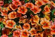 Calibrachoa hybrida Calita Compact Orange Red Eye