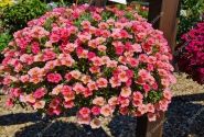 Calibrachoa hybrida Calita Compact Peach Morn