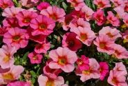Calibrachoa hybrida Calita Compact Peach Morn