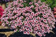 Calibrachoa hybrida Calita Compact Pink Red Eye