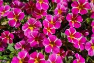 Calibrachoa hybrida Calita Compact Pink Star