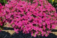 Calibrachoa hybrida Calita Compact Pink Star