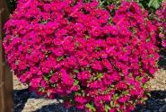 Calibrachoa hybrida Calita Compact Rose