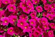 Calibrachoa hybrida Calita Compact Rose