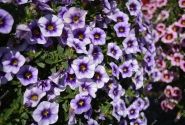 Calibrachoa hybrida Calita Blue Morn