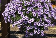 Calibrachoa hybrida Calita Blue Morn