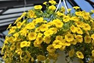 Calibrachoa hybrida Calita Deep Yellow