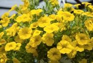 Calibrachoa hybrida Calita Deep Yellow