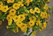 Calibrachoa hybrida Calita Gold Shimmer