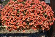 Calibrachoa hybrida Calita Orange