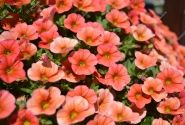 Calibrachoa hybrida Calita Orange