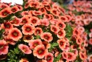 Calibrachoa hybrida Calita Orange Red Eye