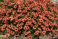 Calibrachoa hybrida Calita Orange Red Eye