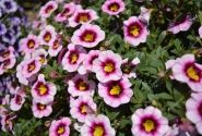 Calibrachoa hybrida Calita Pink Morn