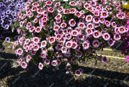 Calibrachoa hybrida Calita Pink Morn