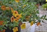 Calibrachoa hybrida Calita Yellow Red Splash
