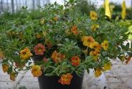 Calibrachoa hybrida Calita Yellow Red Splash