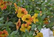 Calibrachoa hybrida Calita Yellow Red Splash