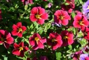 Calibrachoa hybrida Calita Special Cherry Star