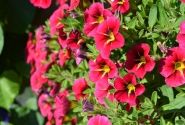 Calibrachoa hybrida Calita Special Cherry Star