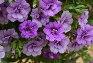 Calibrachoa hybrida Calita Double Blue