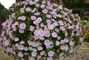 Calibrachoa hybrida Calita Double Pink