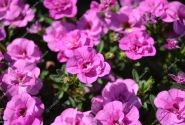 Calibrachoa hybrida Calita Double Rosy