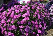 Calibrachoa hybrida Calita Double Rosy