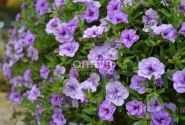 Calibrachoa hybrida Calita Double Sky Blue