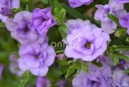 Calibrachoa hybrida Calita Double Sky Blue