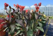 Canna indica Cannova Bronze Scarlet